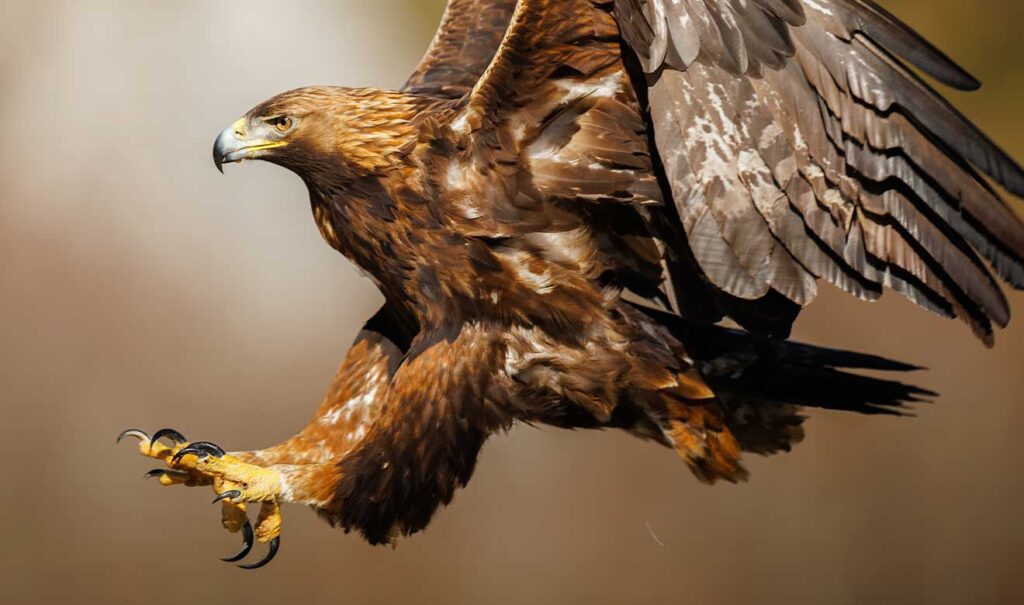 aguila real