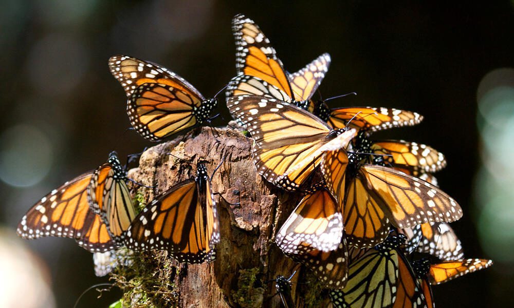 Mariposas monarca migrando en México