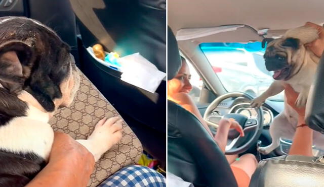 Por qué los perros huelen los carros 4 Perro tranquilo caminando junto a un carro