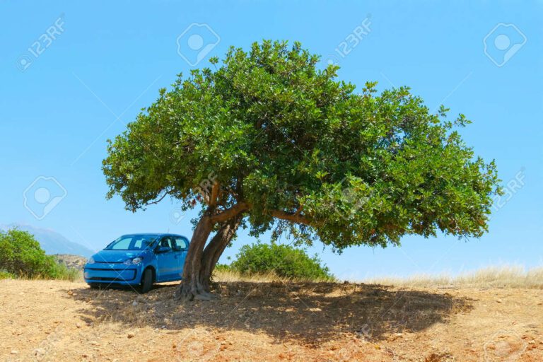 83357611 el coche azul se encuentra a la sombra bajo las ramas de un gran arbol en un dia soleado y brillante