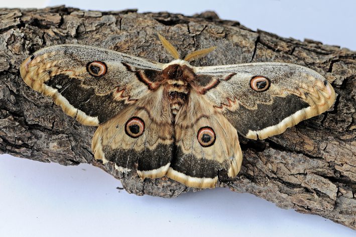 Mariposas mimetizándose con su entorno natural