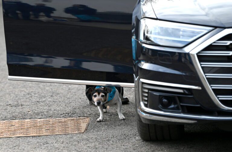 Por qué los perros huelen los carros 1 U2TEXYR6EFX45B7KUV6HQRHTJE