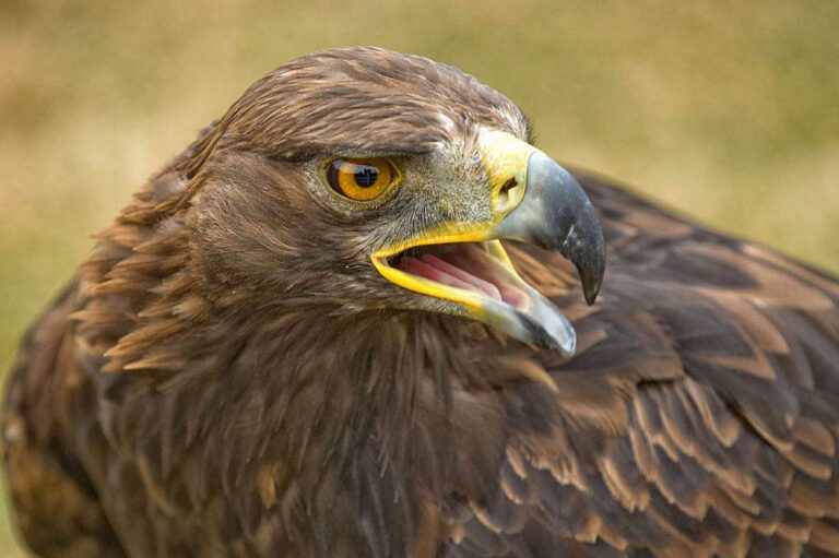 Qué significa soñar con un águila sin pico y sin plumas 1 aguila pico