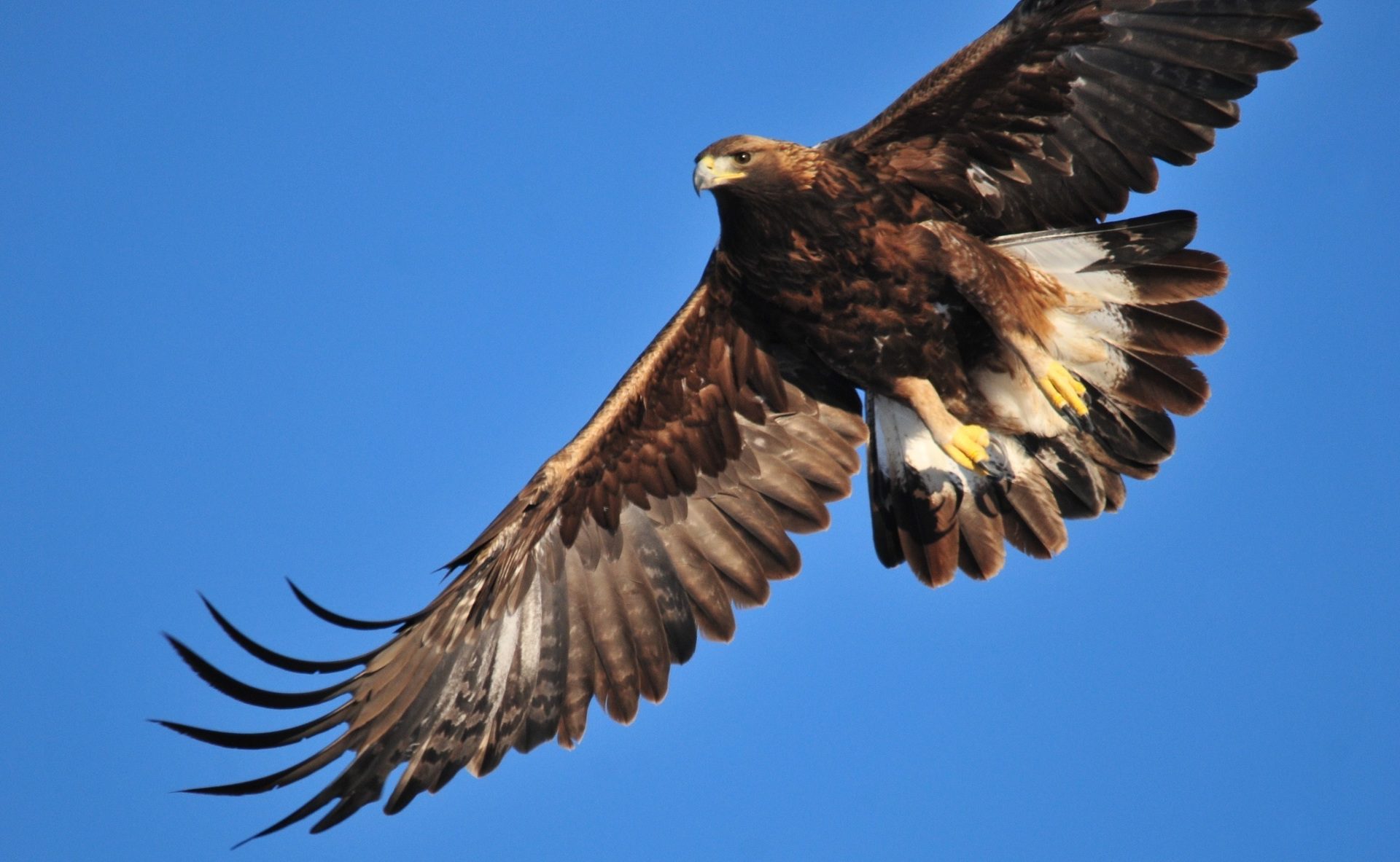 Cuantos Años Viven Las Aguilas Reales
