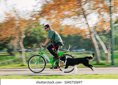 Perro entrenando con bicicleta en parque