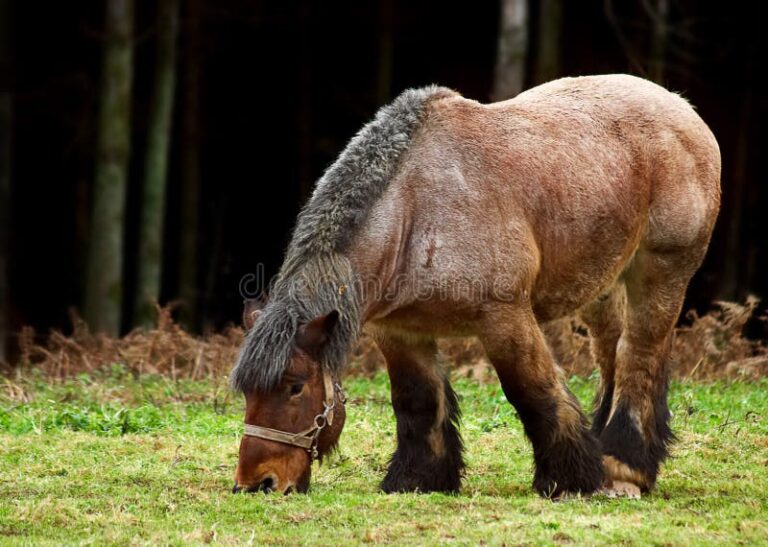Cómo puedo aumentar los caballos de fuerza 1 caballos fuerza 2