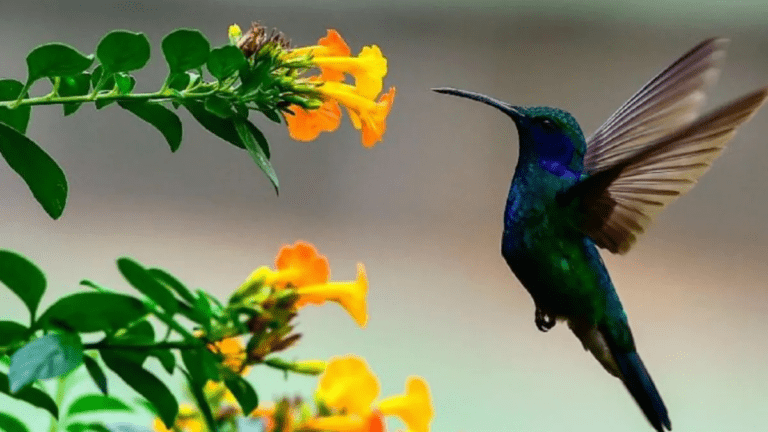 colibri visita