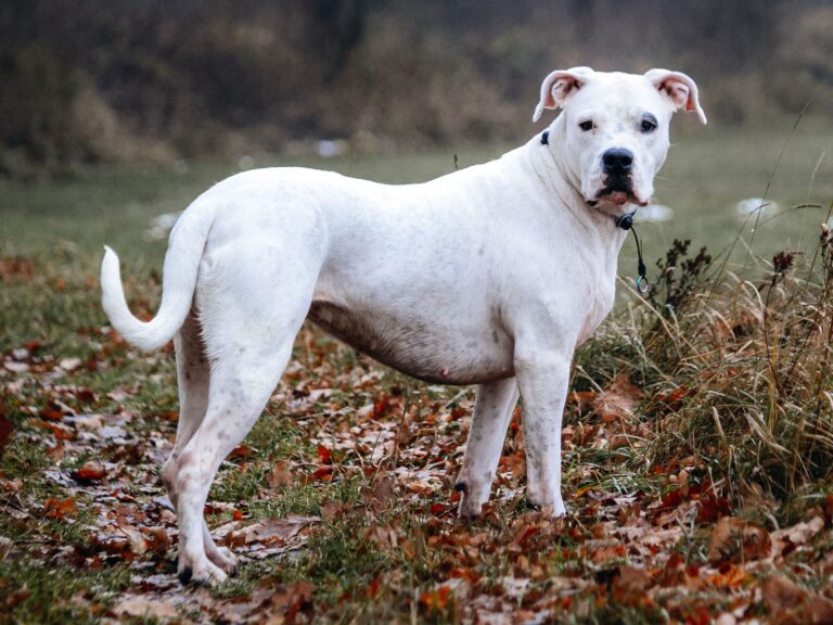 dogo argentino