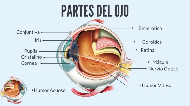 el ojo