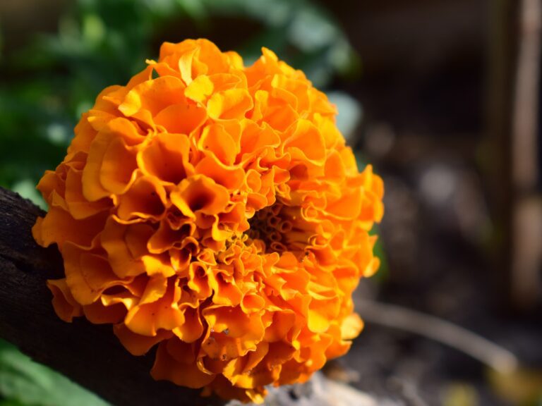 flor cempasuchil