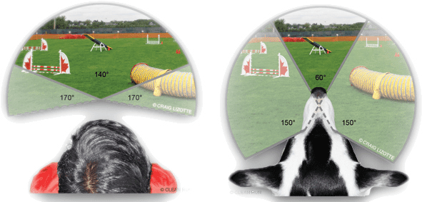 Visión comparativa: humano vs perro