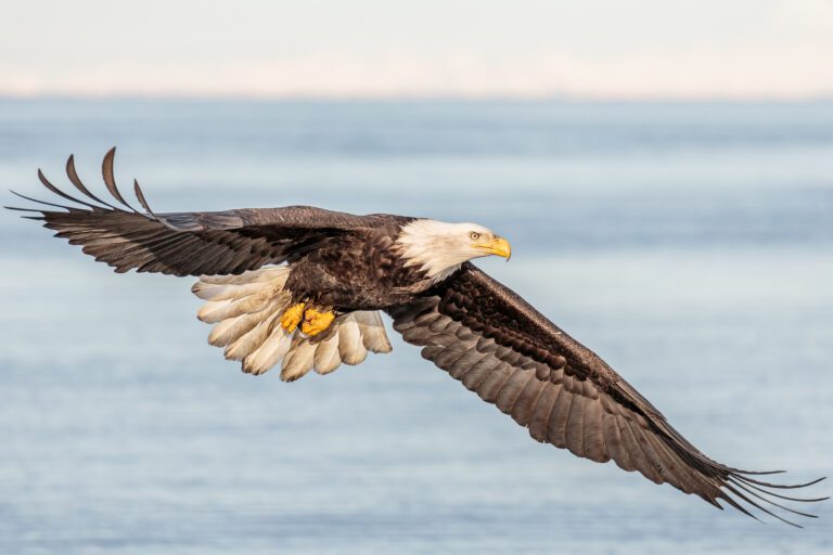 las aguilas