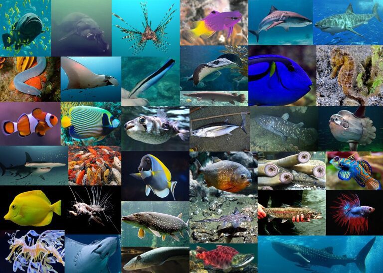 los peces
