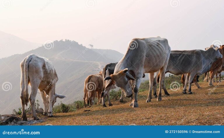 manada de vacas en pradera verano sobre fondo montana rebano blancas y marrones pastoreando una manana otono un pasto 272150596
