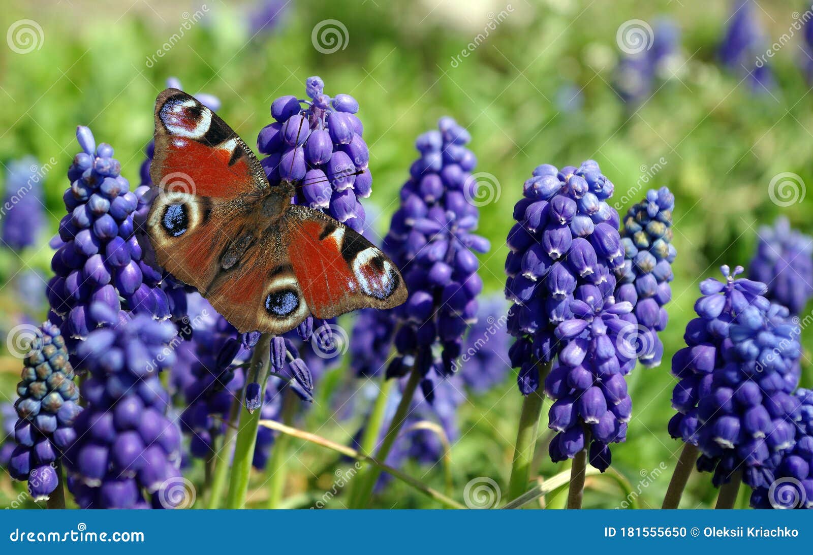 Mariposa en un jardín de colores vivos