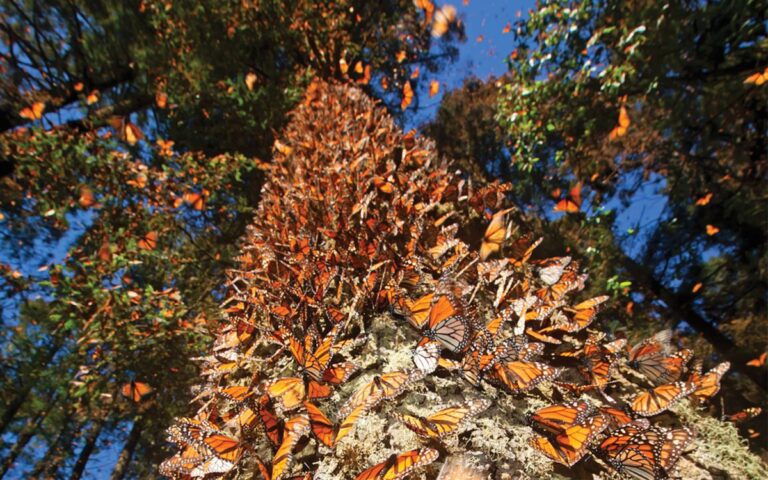 michoacan mariposa monarca 1