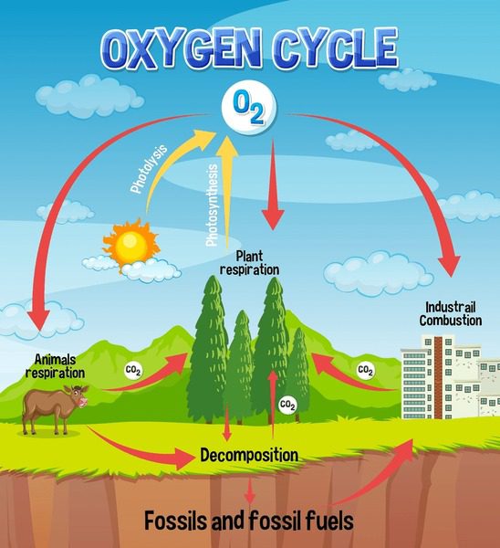 Diagrama ilustrativo del ciclo del gas natural