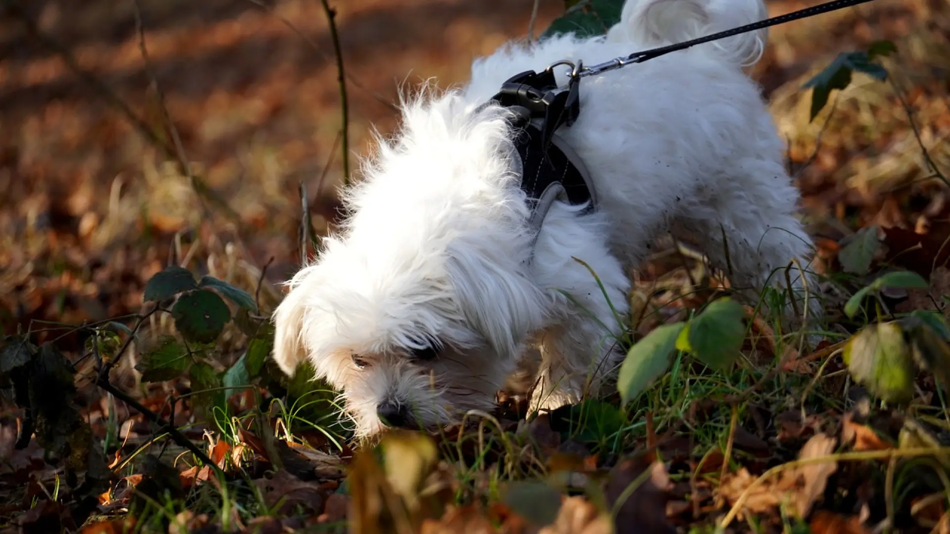 Por qué los perros huelen los carros 3 Perro olfateando intensamente en el suelo