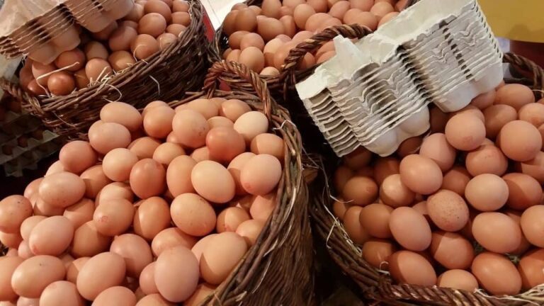produccion huevos