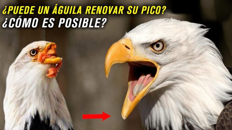 renovacion aguila