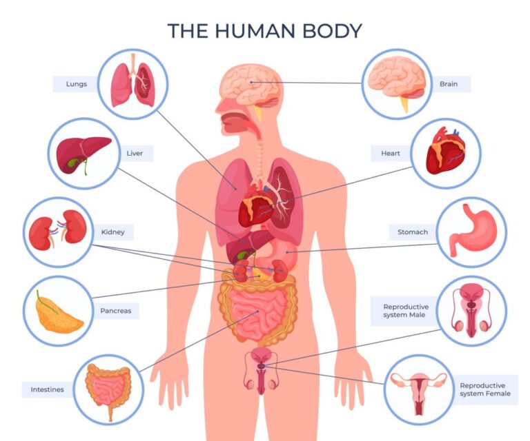 the body
