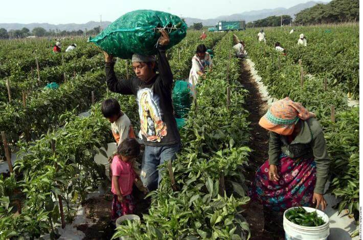 trabajadores jornaleros